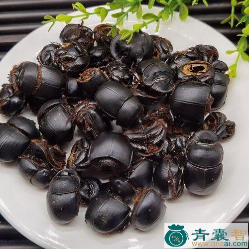 中药材推粪虫图片