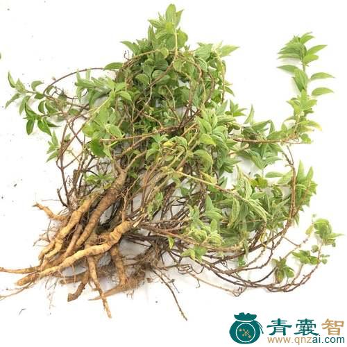中药材提脓草图片