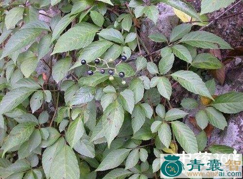 提脚龙的性状性味归经以及功效用法和注意事项-青囊智