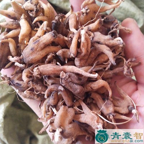 中药材握儿图片