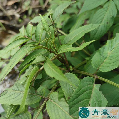 中药材搂接草图片