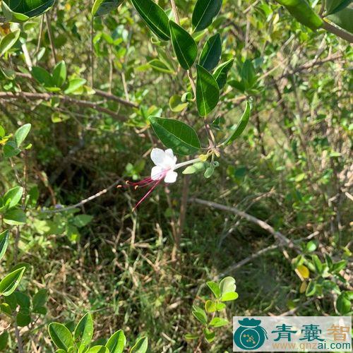 搔痒树的性味归经以及功效用法-青囊智