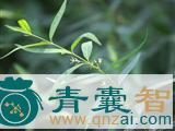 中药材摇边竹图片