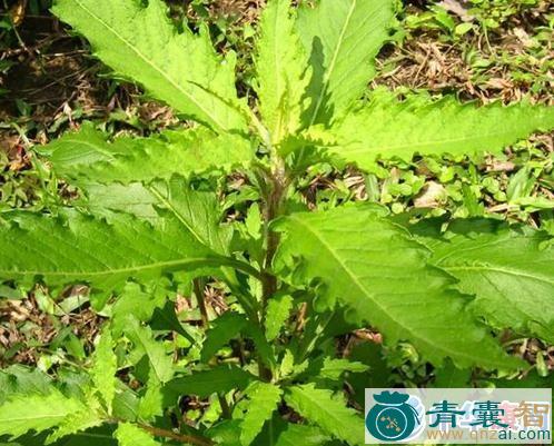 中药材撮鼻草图片