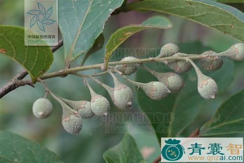 中药材擂捶花图片