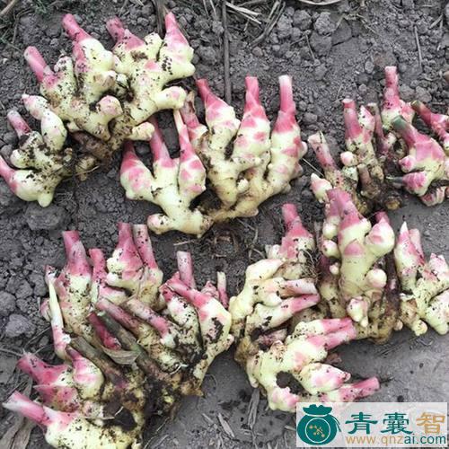 中药材攀倒甑岩五姜图片
