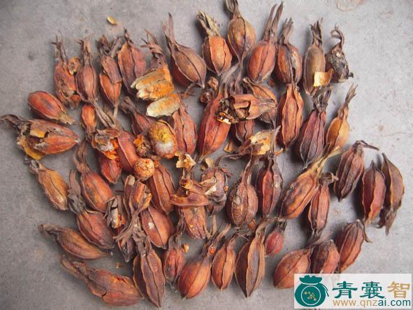 中药材支子图片