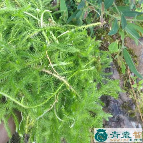 中药材收鸡草图片