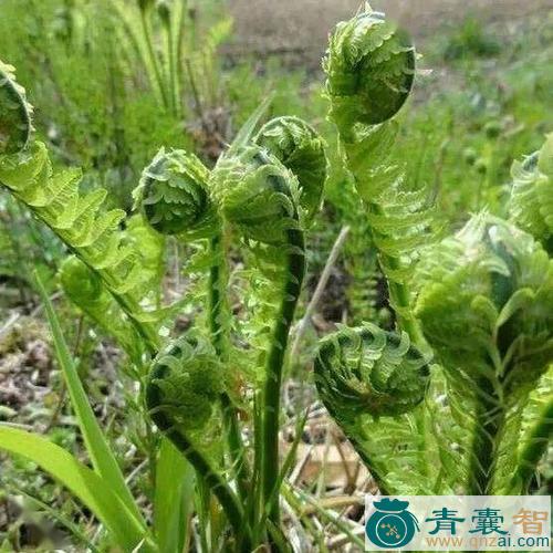 中药材敏菜图片