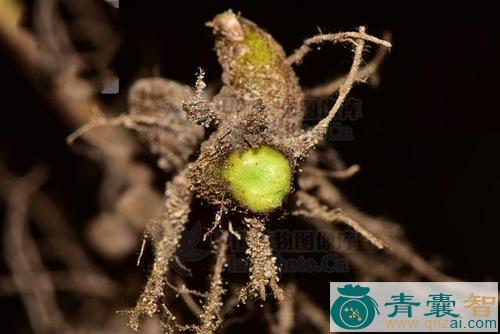 散血莲的性状性味归经以及功效用法和注意事项-青囊智