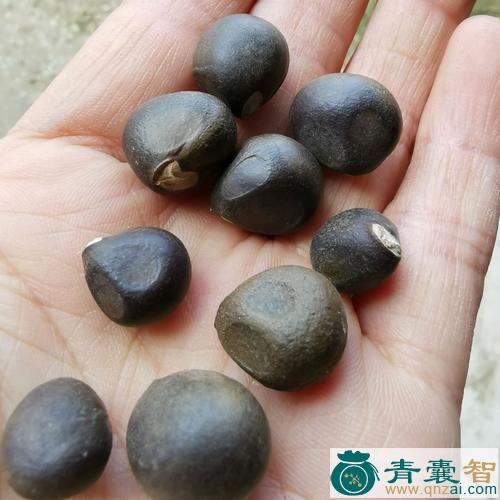 中药材文先果图片
