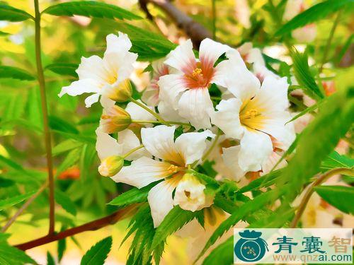 中药材文冠花图片
