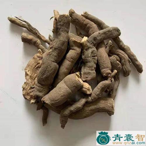 斑叶兰根-青囊智