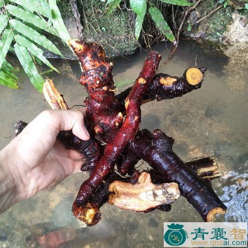 中药材斑竹根图片