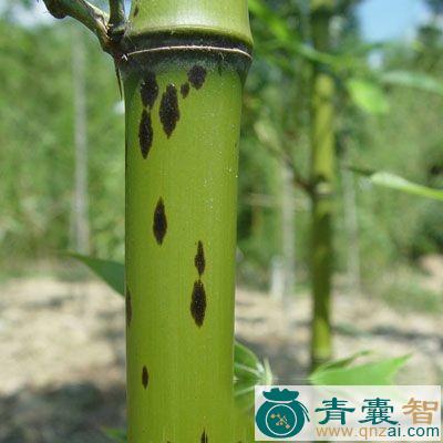 中药材斑竹衣图片