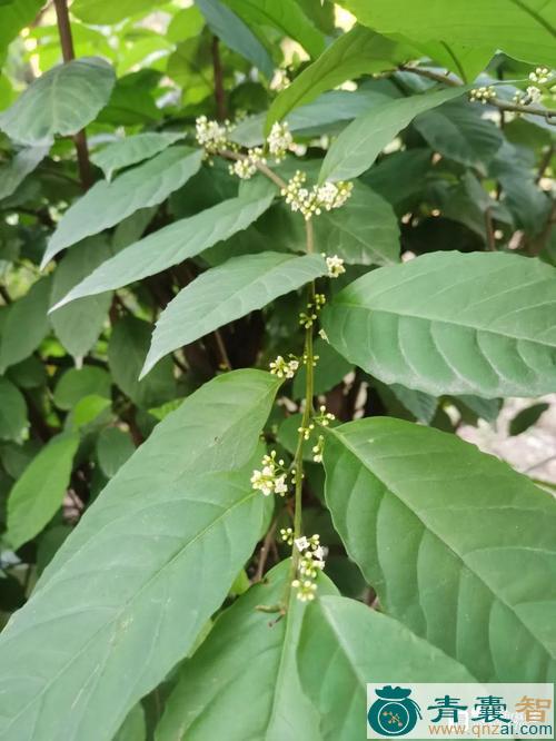 中药材斑茅胆草图片