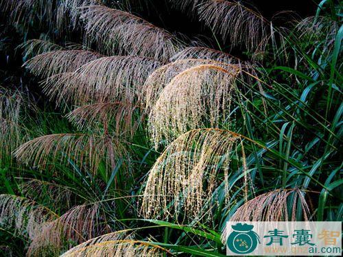 中药材斑茅花图片