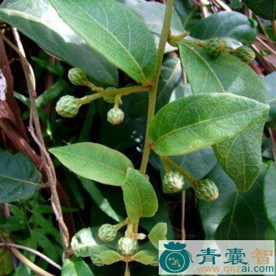 斑鸠木的性味归经以及功效用法-青囊智