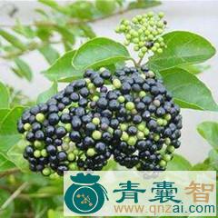 中药材斑鹊子图片