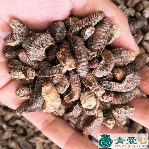 中药材斑鹪图片