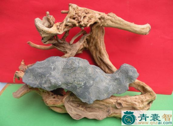 中药材斑龙角图片