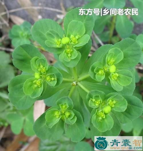 中药材斗眼草图片