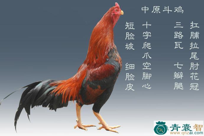 中药材斗鸡图片