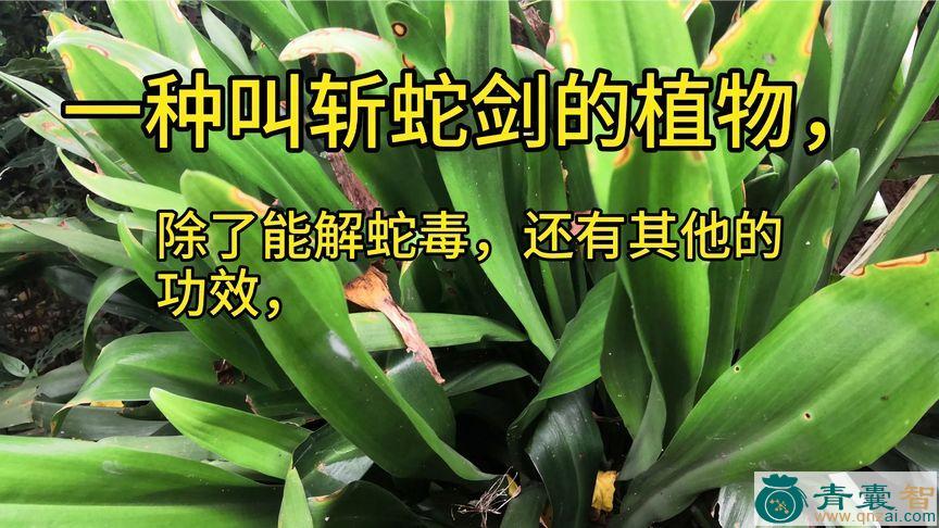 中药材斩草剑图片
