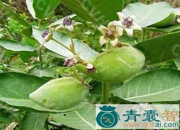 中药材断节参图片