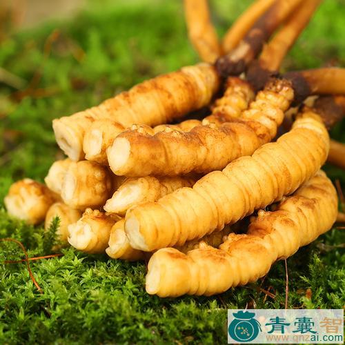 中药材断虫草图片