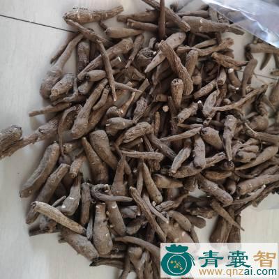 中药材新疆一枝蒿图片