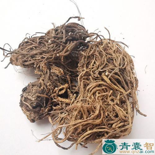 中药材新疆藜芦图片