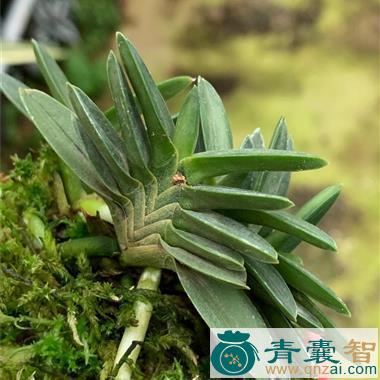 中药材新风兰图片