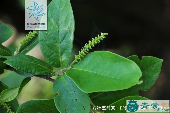 中药材方叶五月茶图片