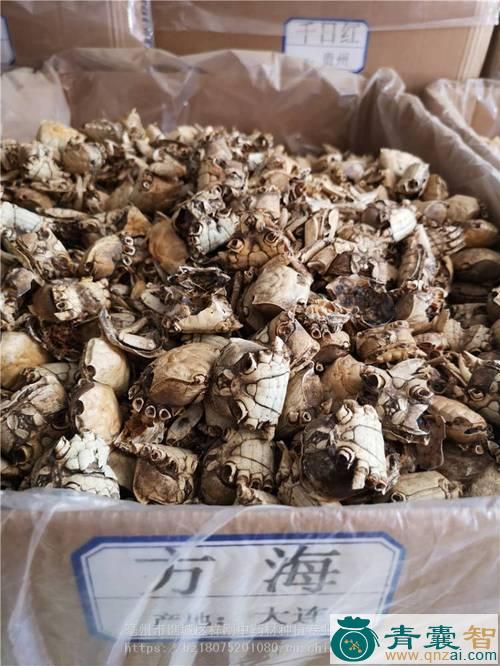 中药材方海图片