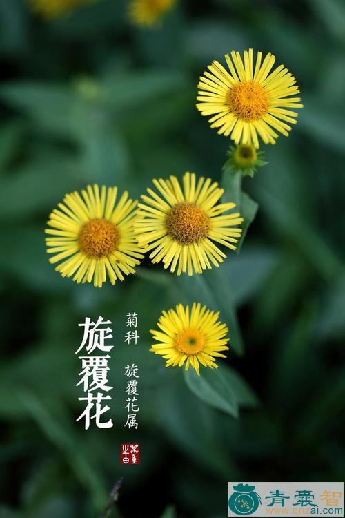 中药材旋复花图片