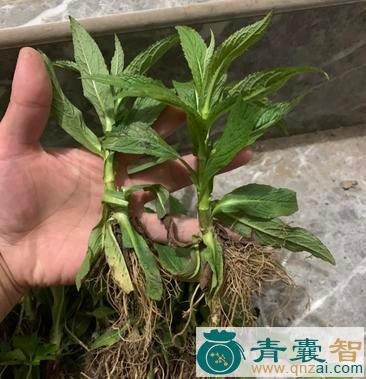 中药材旋花苗图片