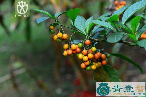 中药材旋花茄图片