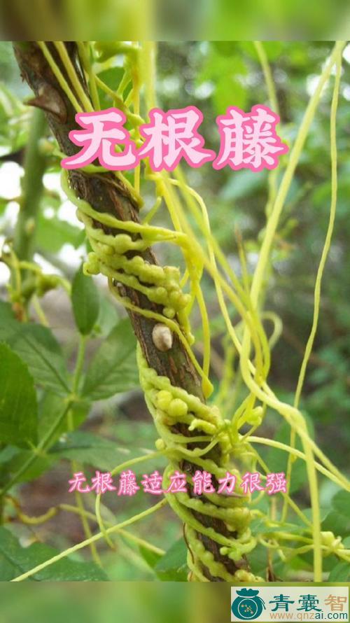 中药材无叶藤图片