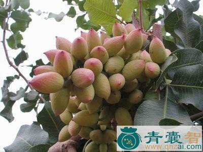 中药材无名子图片