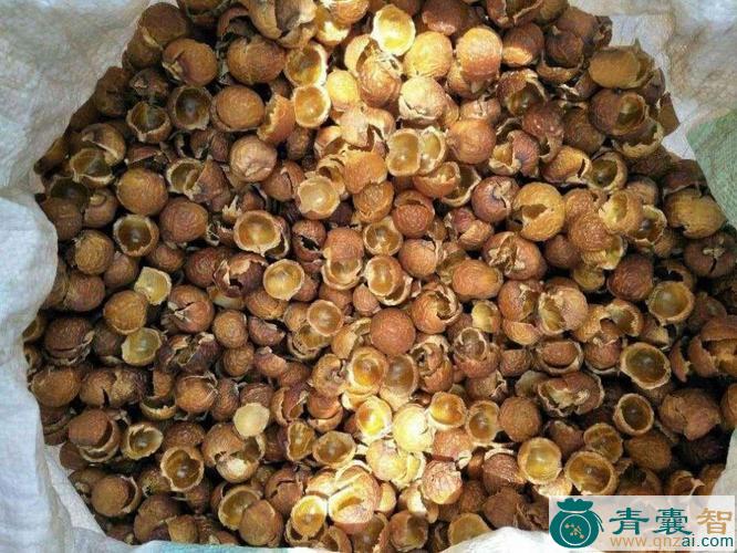 中药材无患子中仁图片