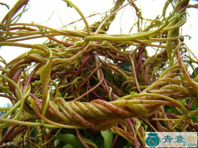 中药材无粱藤图片