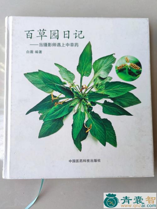 中药材日及图片