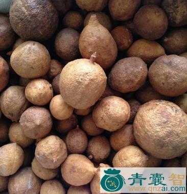 日头鸡的性状性味归经以及功效用法和注意事项-青囊智