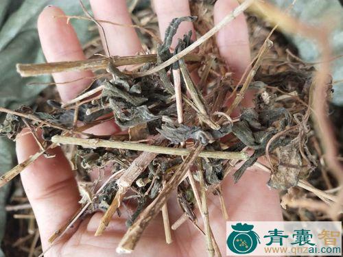 日日新的性状性味归经以及功效用法-青囊智
