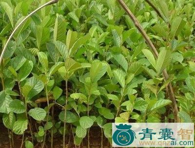 中药材旱冬瓜图片