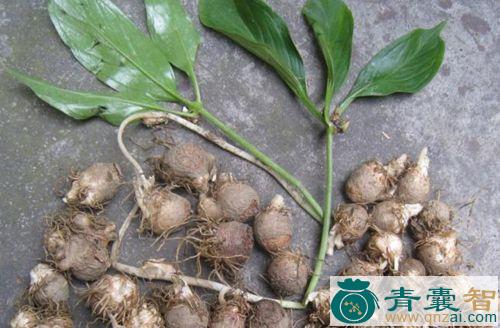 旱半支的性状性味归经以及功效用法-青囊智