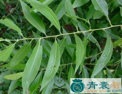中药材旱柳叶图片