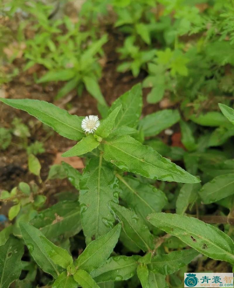 中药材旱灵草图片
