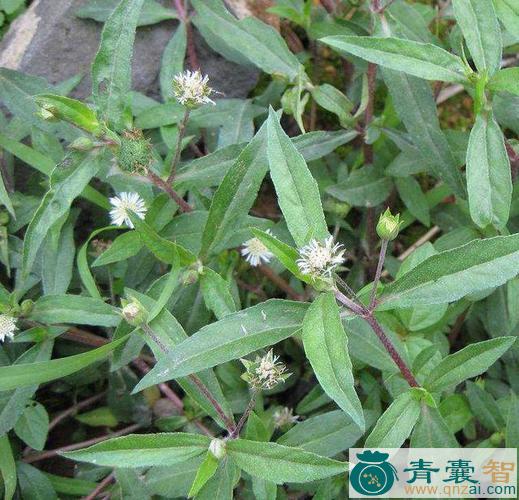中药材旱荷叶图片